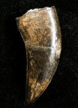 Inch Nanotyrannus Tooth From Montana #3430