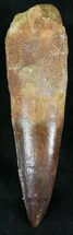 Large Spinosaurus Tooth - Great Tip #24156