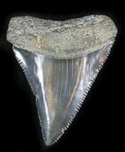 Top Quality Fossil Great White Shark Tooth - #24392