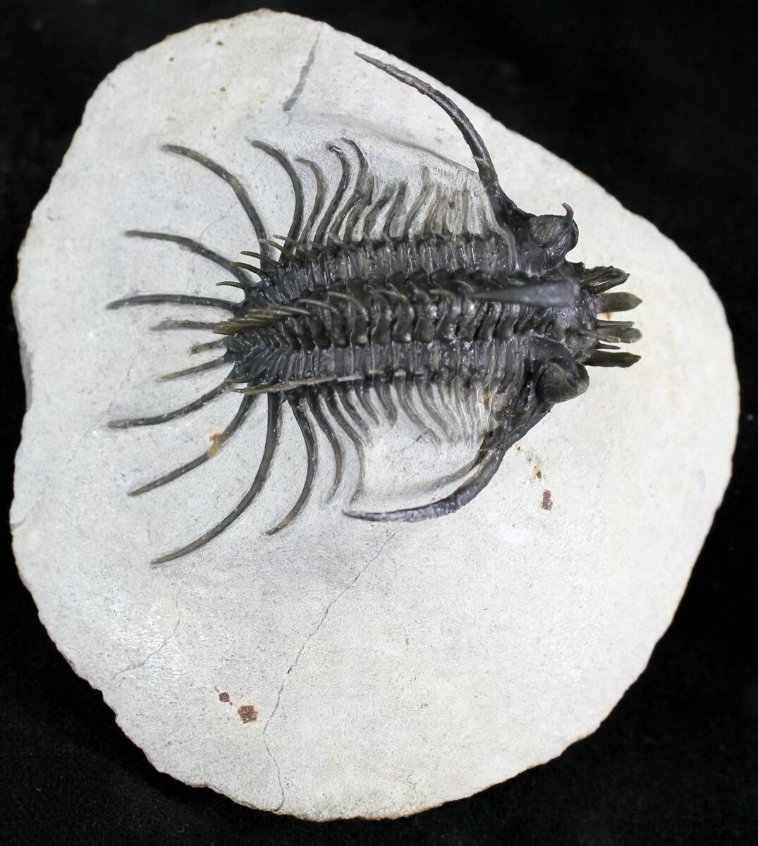 Alien Looking Spiny Quadrops Trilobite - 2.4