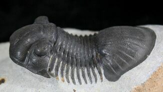 Detailed Paralejurus Trilobite - Great Specimen #24828