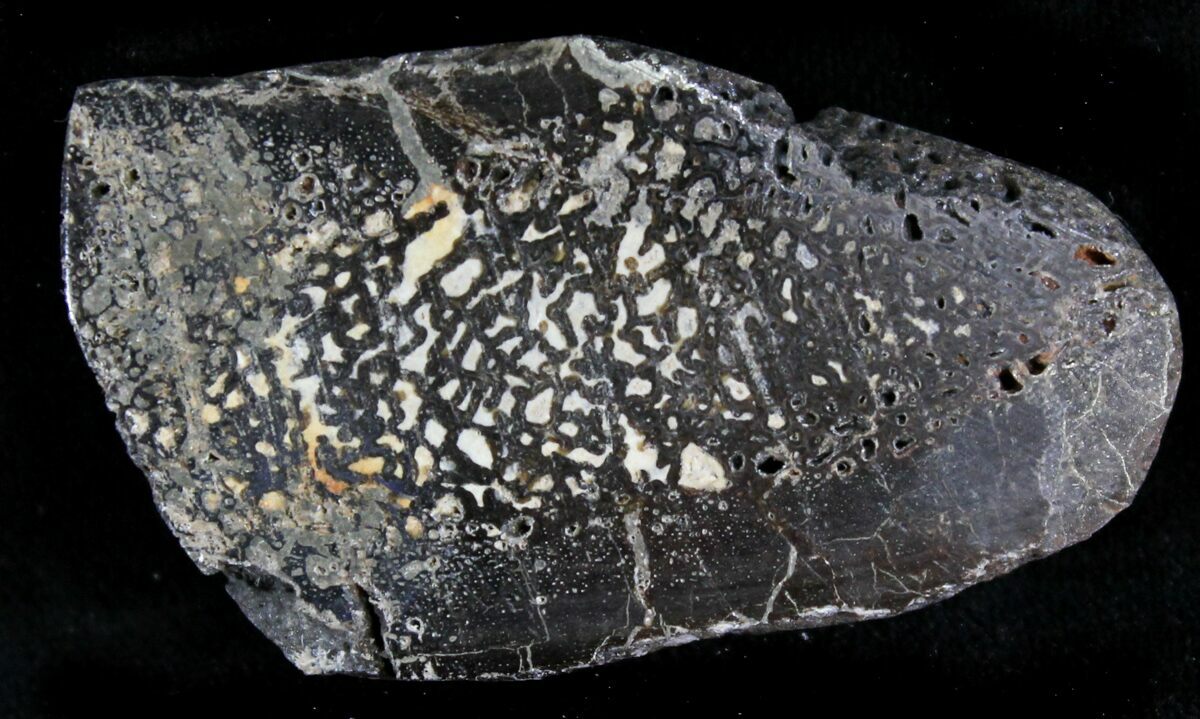 iguanodon fossil