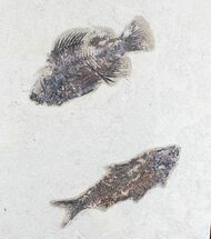 Priscacara & Knightia Fossil Fish Association #25141