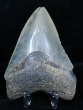 Inch Serrated Megalodon Tooth #3463