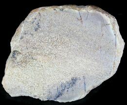 Polished Agatized Dinosaur Bone Section - x #25181