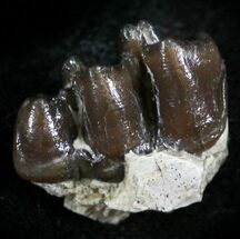 Oligocene Horse (Mesohippus) Teeth #25119