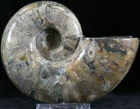 Polished Anapuzosia Ammonite Fossils - Iridescent #25205