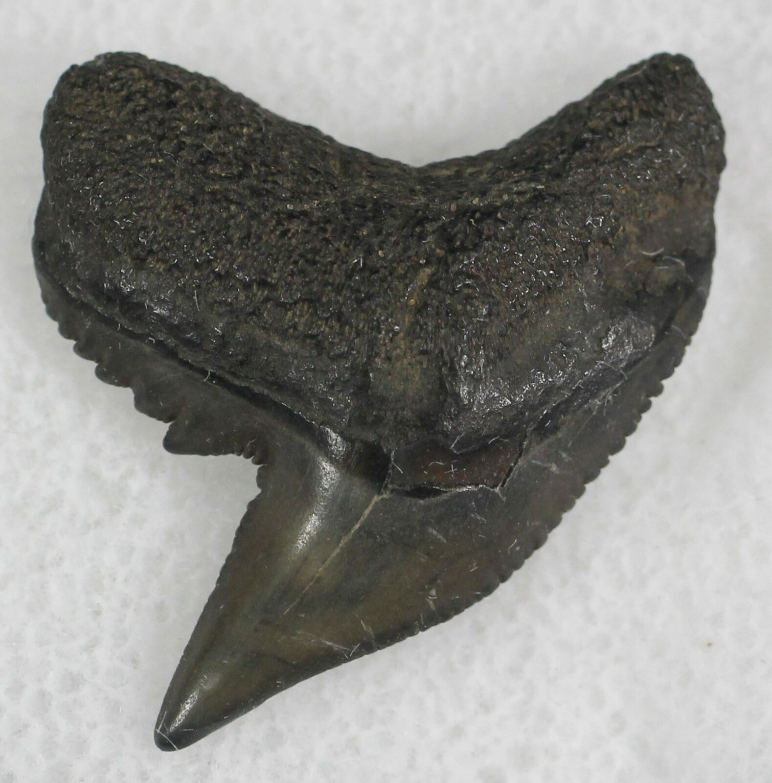 0.95" Fossil Tiger Shark Tooth - South Carolina (#25293) For Sale