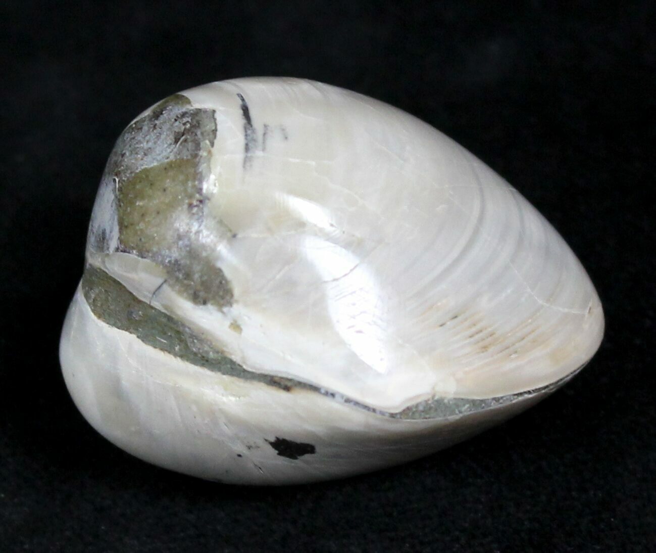 Polished Fossil Astarte Clam Medium Size 25589 For Sale