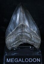 Inch Serrated Megalodon Tooth - A Beauty #3484
