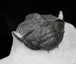Unusual Crotalocephalus Maurus Trilobite #25736