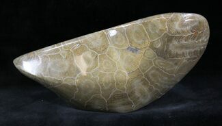 Coral Fossils For Sale - FossilEra.com