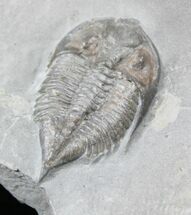 Baby Dalmanites Trilobite - New York #25915