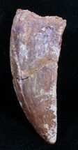 Nice Carcharodontosaurus Tooth - Inches #3519