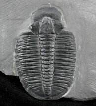 Elrathia Trilobite (Molt) - Wheeler Shale, Utah #26413