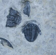 Bolaspidella housensis Trilobite - Wheeler Formation #3540