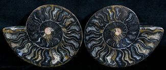 Unusual Black Madagascar Ammonite / Inches #3312