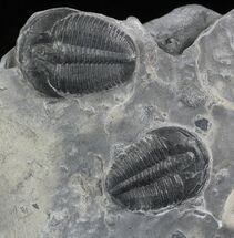 Two Elrathia Trilobite In Shale - Utah #26812