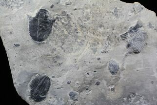 Two Elrathia Trilobite (Molts) - Wheeler Shale, Utah #26817