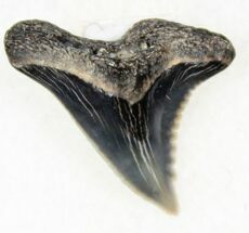 Beautiful Hemipristis Shark Tooth Fossil #27020