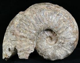 Large Ammonite (Romaniceras?) - Goulmima, Morocco #27364