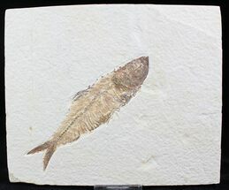 Knightia + Mioplosus Fossil Fish - Wyoming #27407