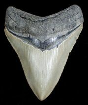 Inch, Serrated, Anterior Megalodon Tooth #3600