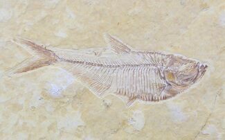 Juvenile Diplomystus Fossil Fish - Wyoming #27657