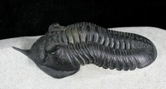 HUGE Morocconites Trilobite - Exceptional Specimen #27778