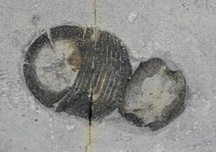 Bumastus Trilobite Molt - New York #25279