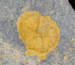 Ordovician Edrioasteroid (Spinadiscus) Fossil - Blekus, Morocco #28032