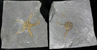 Ordovician Brittle Star Fossil - Part & Counterpart #28066