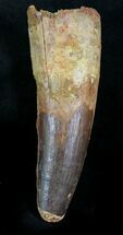 Large Spinosaurus Tooth - Monster Meat-Eater #28134