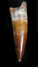 Gorgeous Spinosaurus Tooth #28153