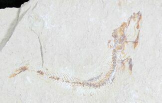 Scombroclupea Fossil Fish - Lebanon #28211