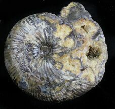 Rhaeboceras Ammonite With Calcite Crystals - Montana #28267