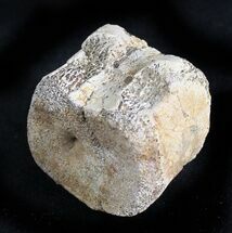 Hadrosaur Caudal (Tail) Vertebra - Montana #28275