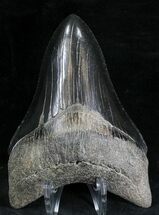 Serrated, Black Lower Megalodon Tooth - Georgia #28279