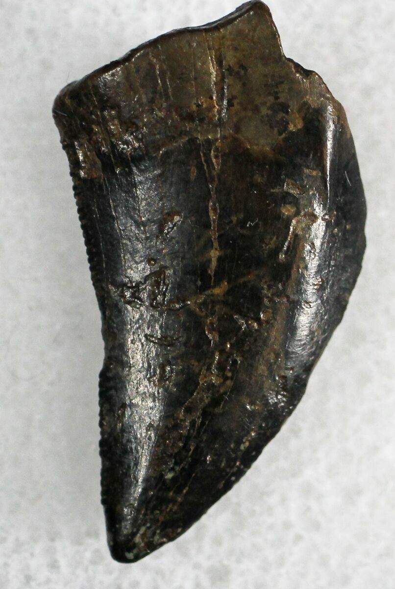 nanotyrannus tooth for sale