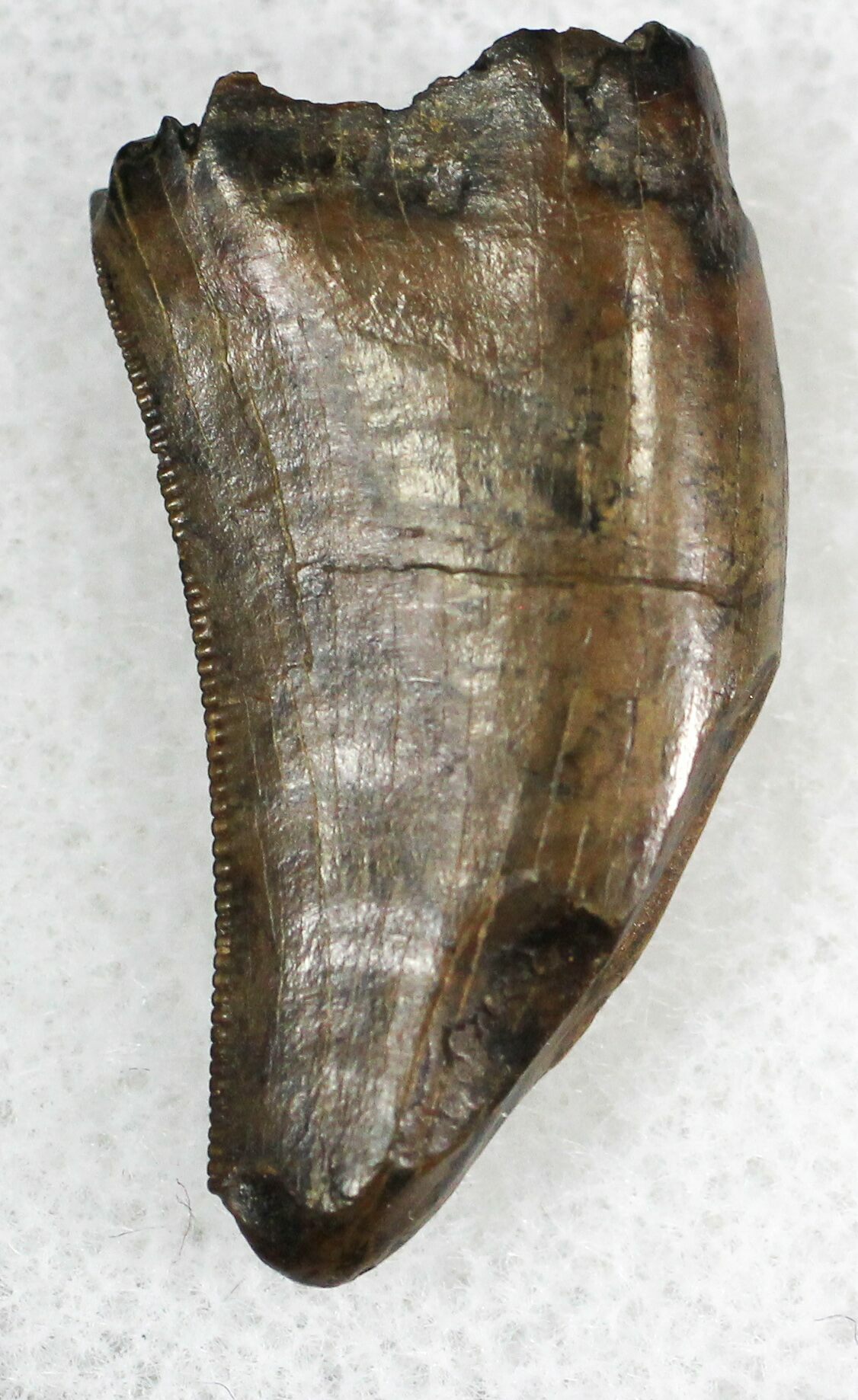 nanotyrannus tooth for sale