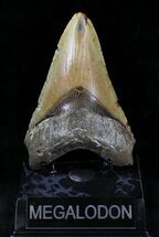 Lower Megalodon Tooth - North Carolina #28333