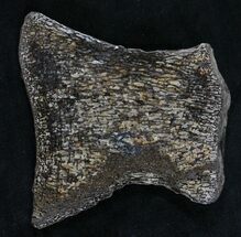 Reptile & Synapsids Fossils For Sale - FossilEra.com