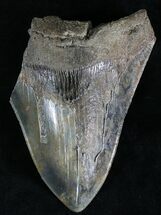 Serrated, Partial Megalodon Tooth - South Carolina #28434