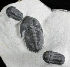 Metacanthina & Two Gerastos Trilobites - Mrakib, Morocco #28613