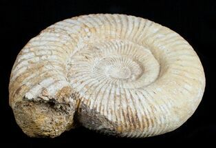 Huge Inch Perisphinctes Ammonite #3752