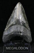 Huge, Glossy Fossil Megalodon Tooth - Serrated #28725
