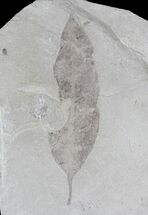 Fossil Leaf (Beilschmiedia) - Green River Formation #29089