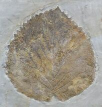 Huge Fossil Leaf (Beringiaphyllum) - Montana #29100