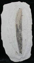 Fossil Leaf (Oreopanax) - Green River Formation #29185