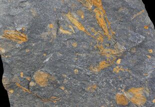 x Ordovician Crinoid Plate - Kaid Rami, Morocco #29256